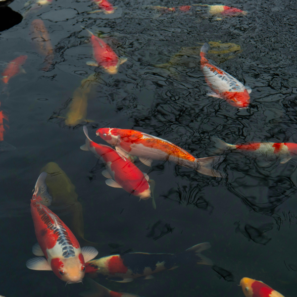 Equipos para Acuicultura